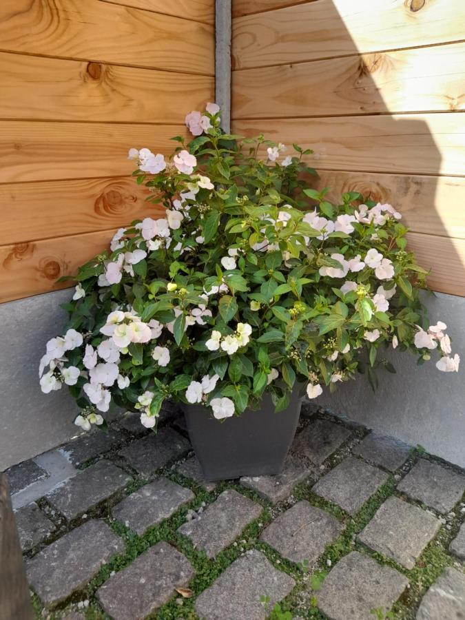Charmant gîte avec jacuzzi privatif Saint-Martin-Choquel Extérieur photo